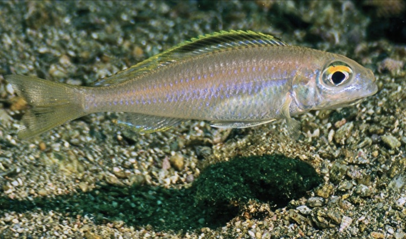 Lestradea perspicax 'Kawasindi Island'